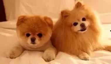 狗狗最新爆料文案,宠物界的最新爆料大公开！